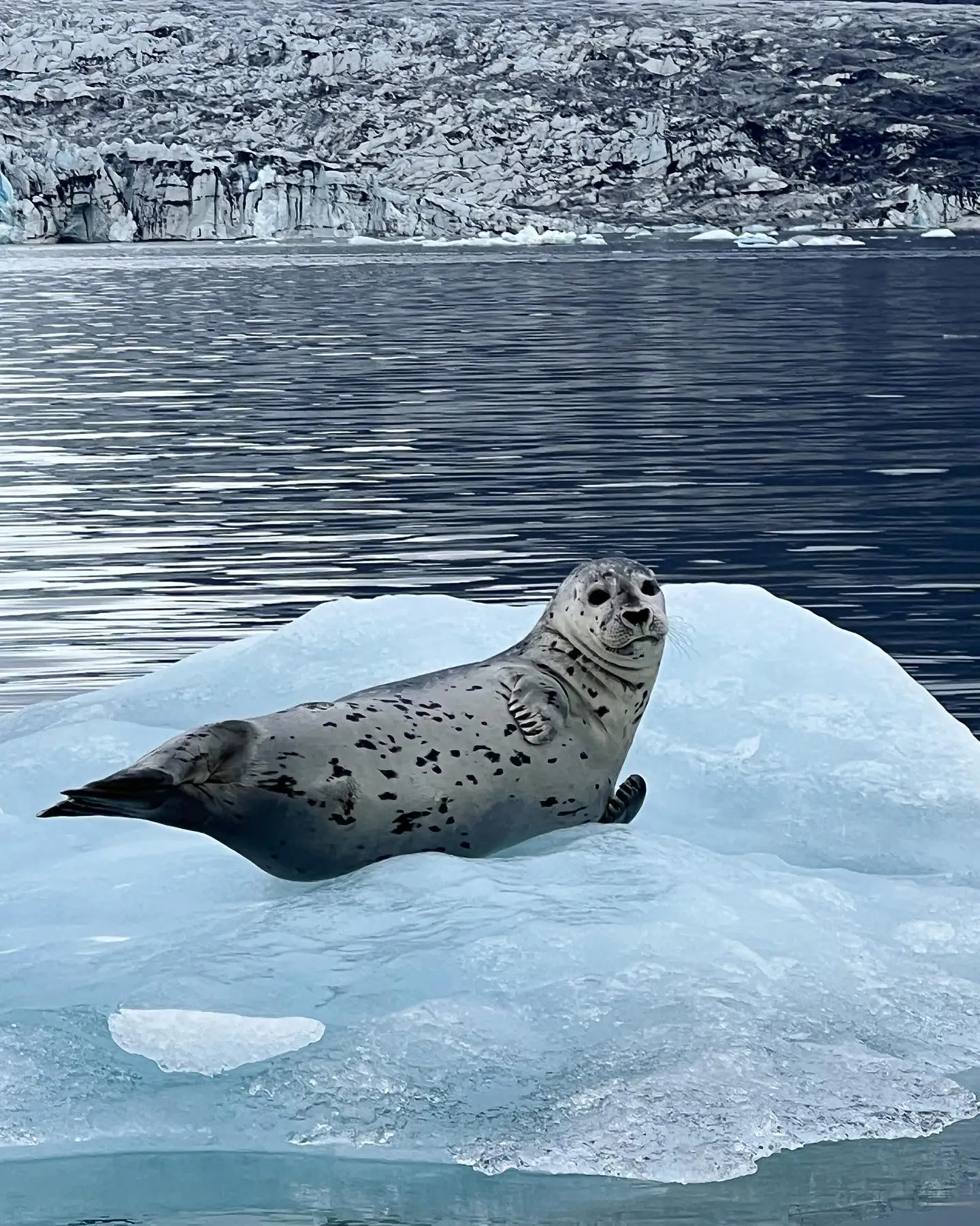 Seal resting on an ice floe
