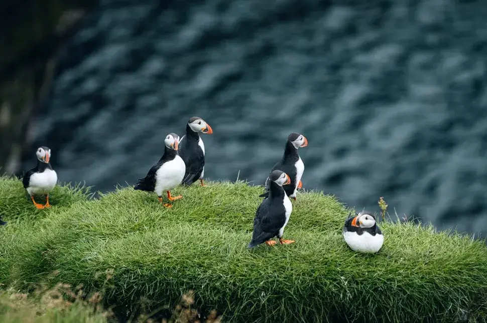 Puffins standing on a grassy cliff