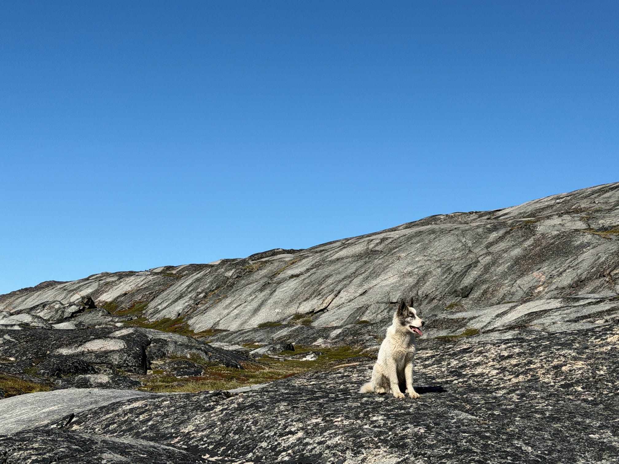 Sled dog on a rocky hillside