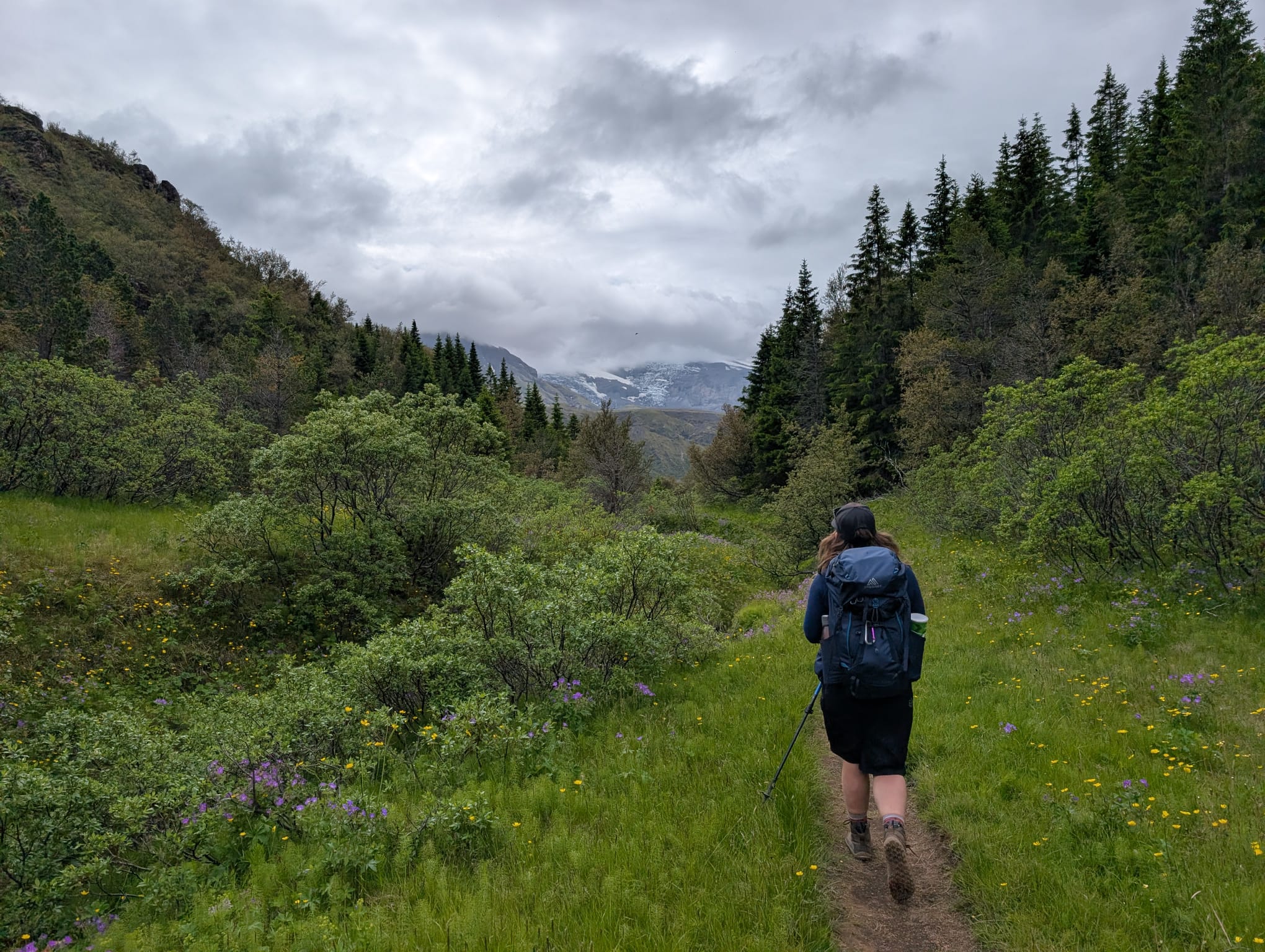 Hiker walking a trail through birch woods in a green valley