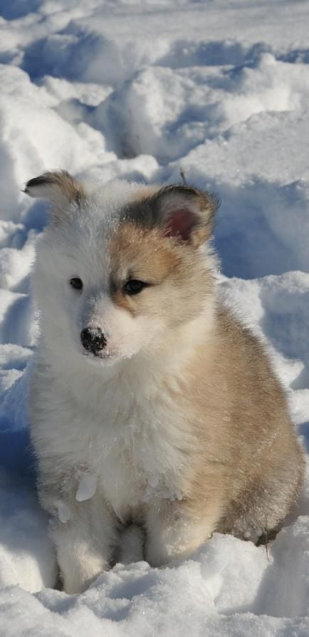 Icelandic sheepdog puppy sitting in the snow